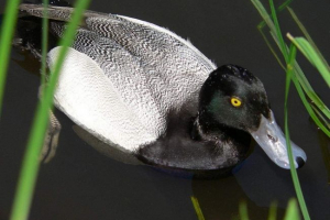 Mala marina crnila, ona je američka